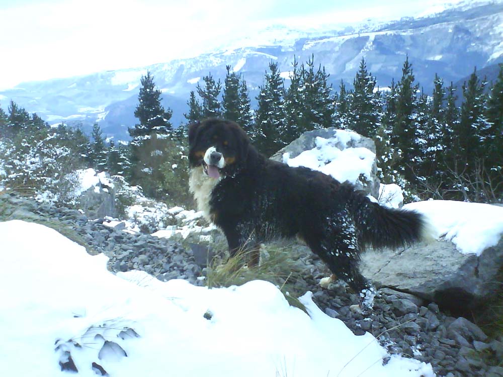 Lur in the Pyrenees BERNESE MOUNTAIN DOG BREEDERS UTAH WESTERN USA
